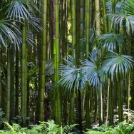 forêt de bambou